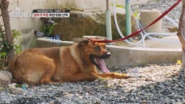 강형욱이 맹견 사랑이 집에서 키우라고 한 까닭