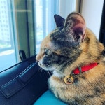 탈출구가 보이지 않던 때, 반려냥 참깨의 놀라운 위로법  [혜민의 참깨와 함께]