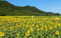 바다 앞 펼쳐진 해바라기 10만 송이, 지금 가야 합니다