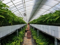 2년 반 만에 무농약 인삼 재배에 성공한 비결