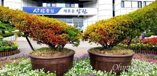 창원시청 주목 2그루 고사 직전... 관리 못하면 심지 말아야