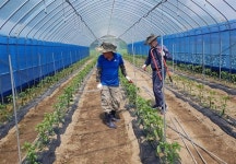 퇴직 전에 100평 주말농장 하며 연습해봤어요