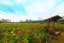 [포토] 가을 바람 몰고 온 코스모스