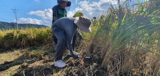 어린이 농부들, 첫 쌀농사 대풍이요!
