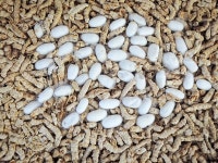 칼로 찢어도 안 되는데... 밤나무산누에나방 번데기집 탈출기 [ 단칼에 끝내는 곤충기]