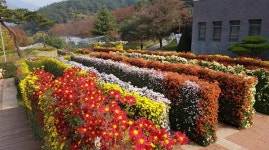 거창사건 추모공원 국화 미로에 초대합니다