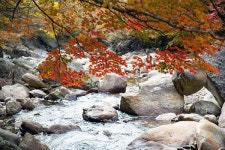 절정 직전의 피아골 단풍, 그 자체로 완벽한 풍경