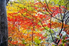 절정 직전의 피아골 단풍, 그 자체로 완벽한 풍경