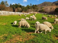 [남해]  방목생태축산농장 2곳 새로 지정