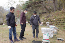 함양군 마천면, 토종벌 옛 명성 되찾겠다