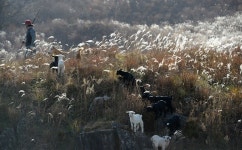 [거창] 은빛 억새 목장