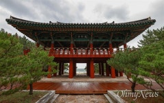 참빗같이 빽빽, 먹줄처럼 곧은 솔밭... 탄성이 터졌다