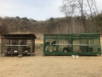 새끼 곰은 왜 농장을 탈출했을까?
