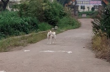 시골 버스 앞에 뛰어든 개... 제발 이러지 좀 맙시다 [한대윤의 근본없는 이장 일기]