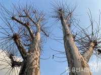 겨울, 색을 입다
