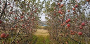 삼대째 사과 농업, 경험치에 젊음을 더하다
