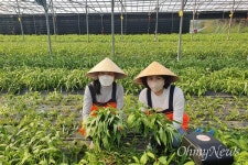 [사진] 김혜경 여사, 아열대 채소 수확 체험