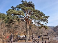 호랑이 전설 품은 뱀사골 천년송