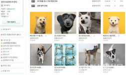 용인시, 반려동물 등록률 거북이걸음... 보호센터는 포화