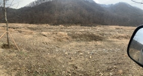 [의견] 예산이 남아 나무를 벤다는 대전시