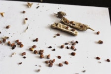 텃밭 만들고 생긴 씨앗 욕심... 전 이렇게 해결합니다 [자연과 가까운 삶]