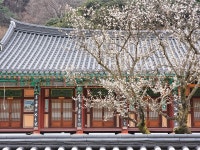 [사진] 구례 화엄사 3색 3매를 소개합니다
