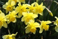 봄 길 밝히는 등불, 수선화