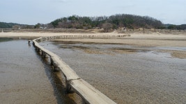 춘분날 찾은 영주시 무섬마을, 외나무다리