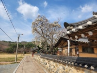 벚꽃 보러 경주로 떠난다면, 이 네 군데 기억하세요