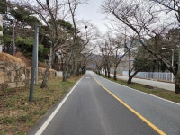 벚꽃 보러 경주로 떠난다면, 이 네 군데 기억하세요