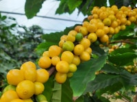 이천에 국산 커피 농장이 있다고?