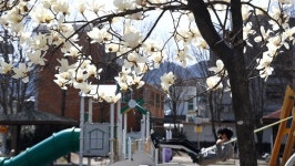 [거창] 목련꽃 아래 동심