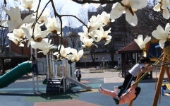 [거창] 목련꽃 아래 동심