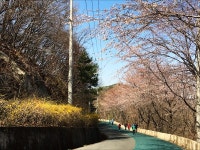 청량산 꽃길에서 눈부신 봄에 취하다