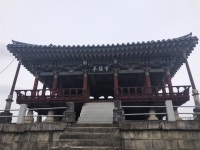 천연기념물 산개나리 군락지, 임실에 있습니다