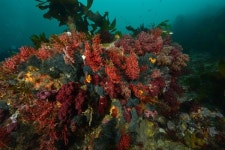 제주바다에는 아름다운 산호가 살고 있습니다 [기후위기 최전선, 제주바다 인터뷰]