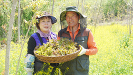 하루 8시간 작업, 따는 시기 놓치면 옻순 맛 없어져요