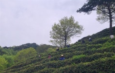 [하동] 지리산 자락 찻잎 올해 첫 수확