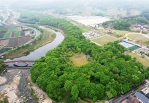 [함양] 봄비에 더 짙은 신록 상림공원
