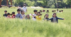 [함양] 청보리밭 아이들 5월은 우리들 세상