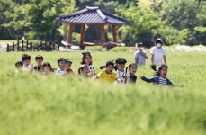 [함양] 청보리밭 아이들 5월은 우리들 세상