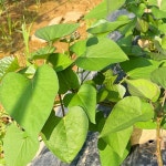 농대생이 주말농장하면서 알게 된 것들