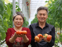 한 달 보관해도 토마토 싱싱 함양 농부의 특별한 농사 비결