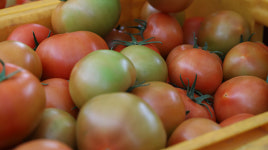 한 달 보관해도 토마토 싱싱 함양 농부의 특별한 농사 비결