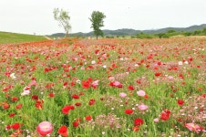 드넓은 꽃양귀비밭... 그저 황홀한 이 풍경