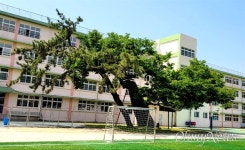 300살 넘은 느티나무 두 그루, 무사히 지켜내려면...