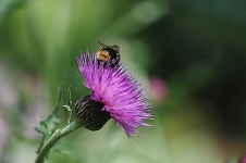 [사진] 꽃밭에서 벌·나비와 놀다, 세상을 잊다