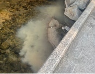 흙탕물로 대전 반석천 몸살... 신축 공사장서 유입