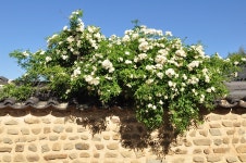 [사진] 고택 담장에 내려앉은 분홍 찔레꽃