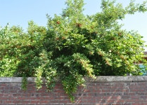 [사진] 고택 담장에 내려앉은 분홍 찔레꽃